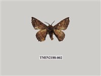 藏品(小窗蠶蛾)的圖片